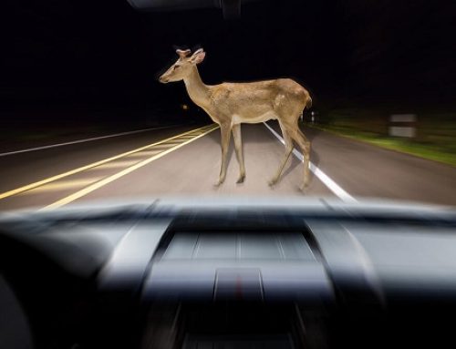 How to Avoid Hitting a Deer