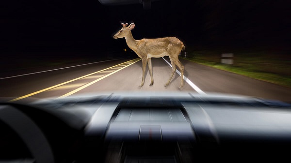 How to Avoid Hitting a Deer